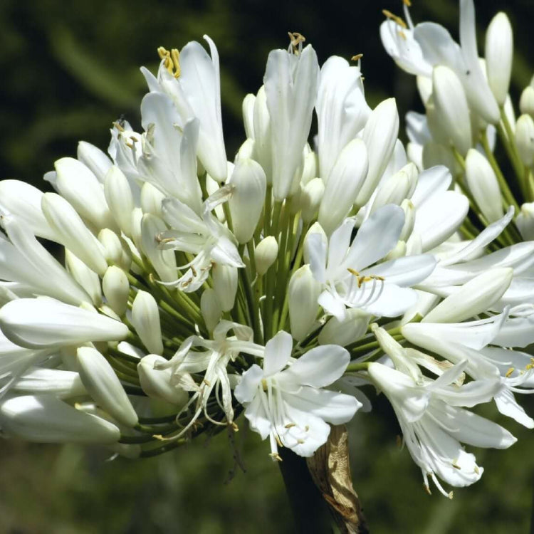 Agapanthus plant