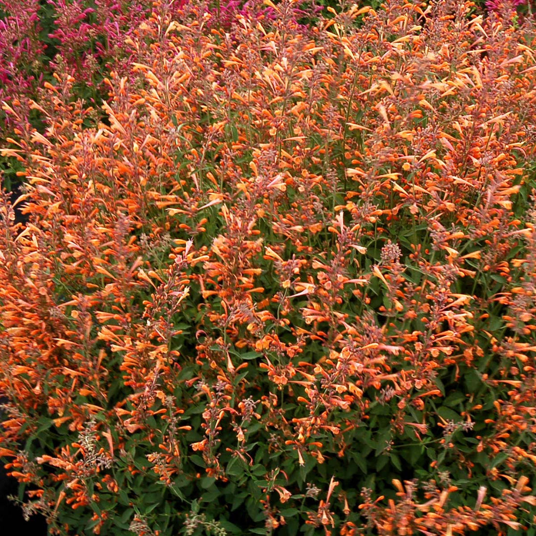 Orange Agastache flower seeds