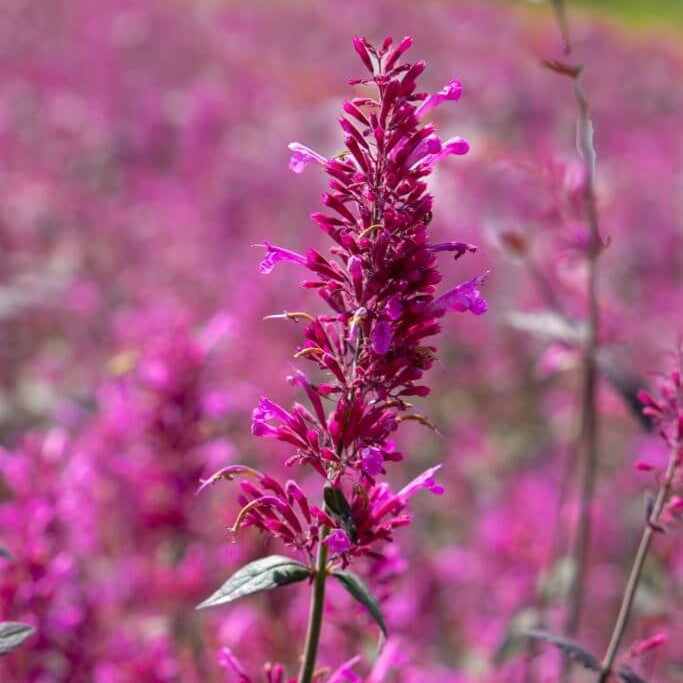 Cana Agastache plant