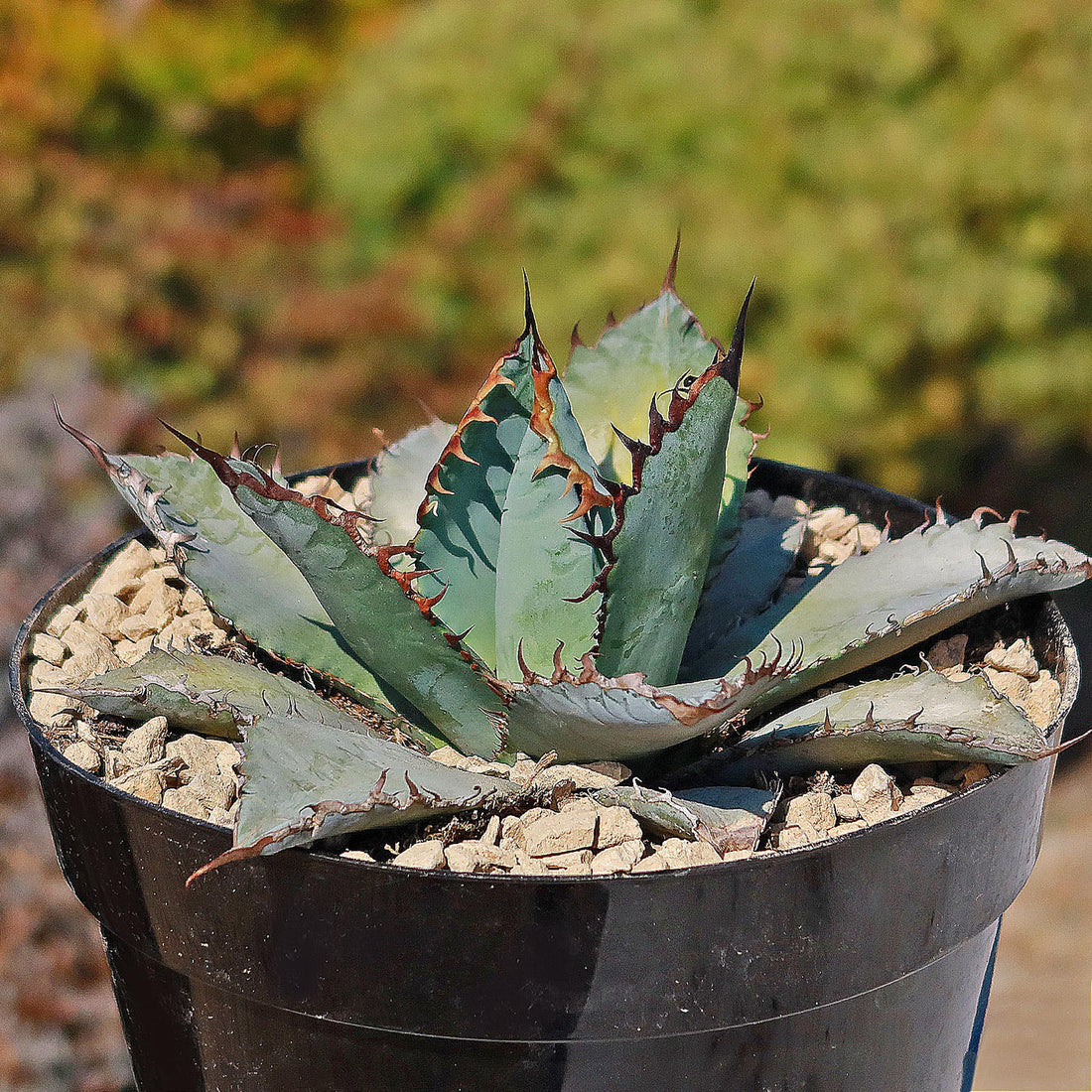 Blue Agave flower seeds