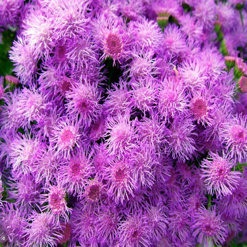 Ageratum plant