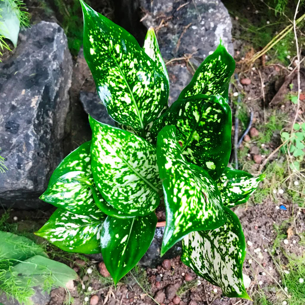 Green Aglaonema flower seeds
