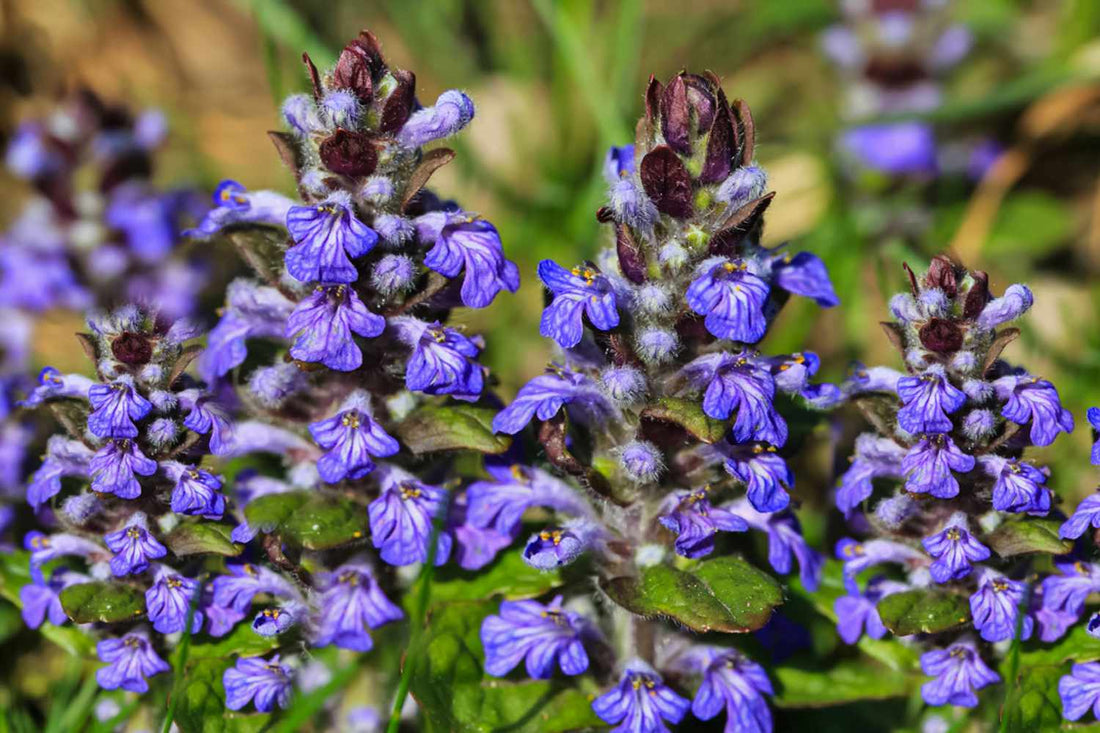 Blue Ajuga flower seeds