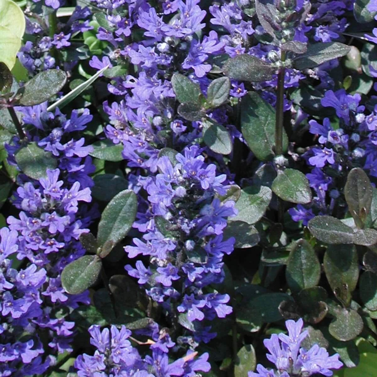 Ajuga Reptans plant