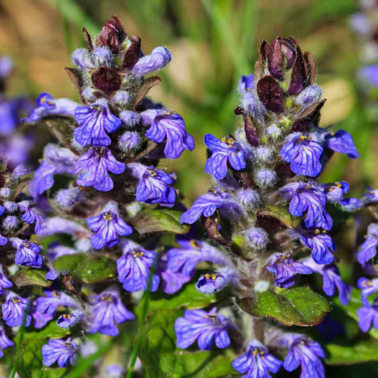 Ajuga Reptans plant