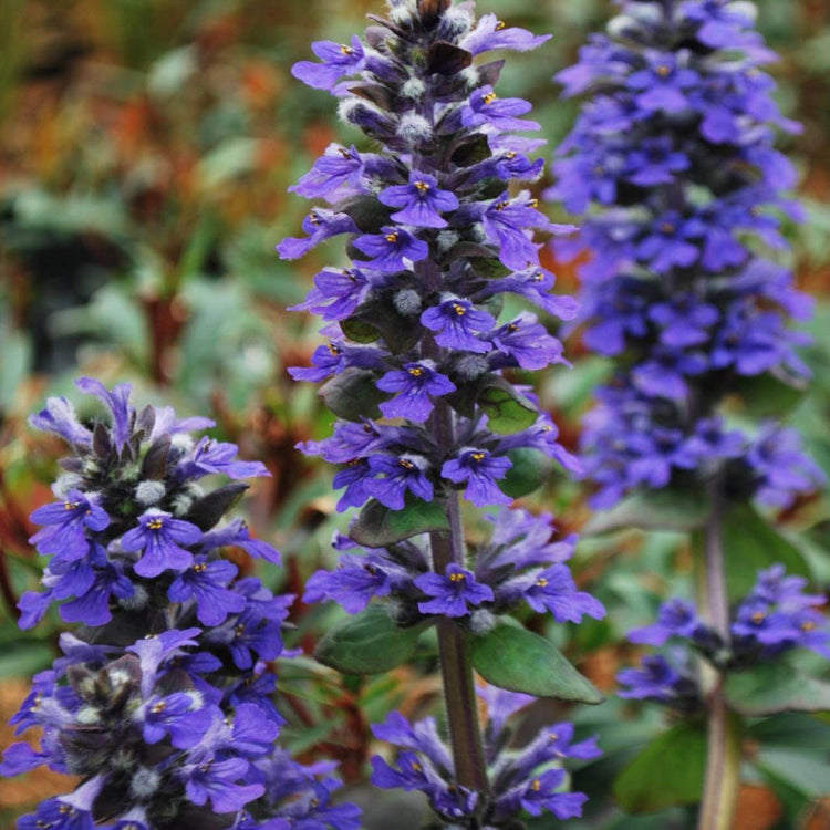 Ajuga plant