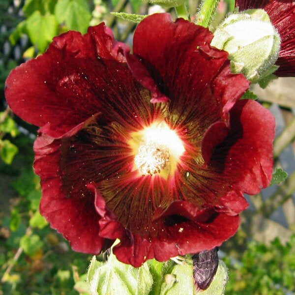 Alcea Rosea flower seeds