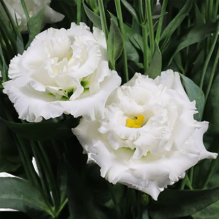 White Lisianthus flower seeds