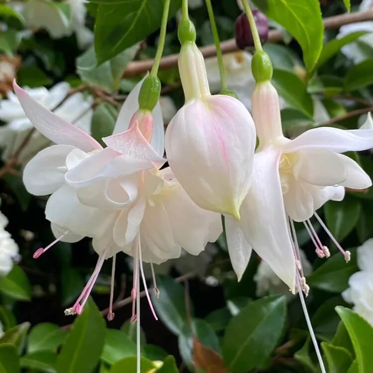 Fuchsia plant
