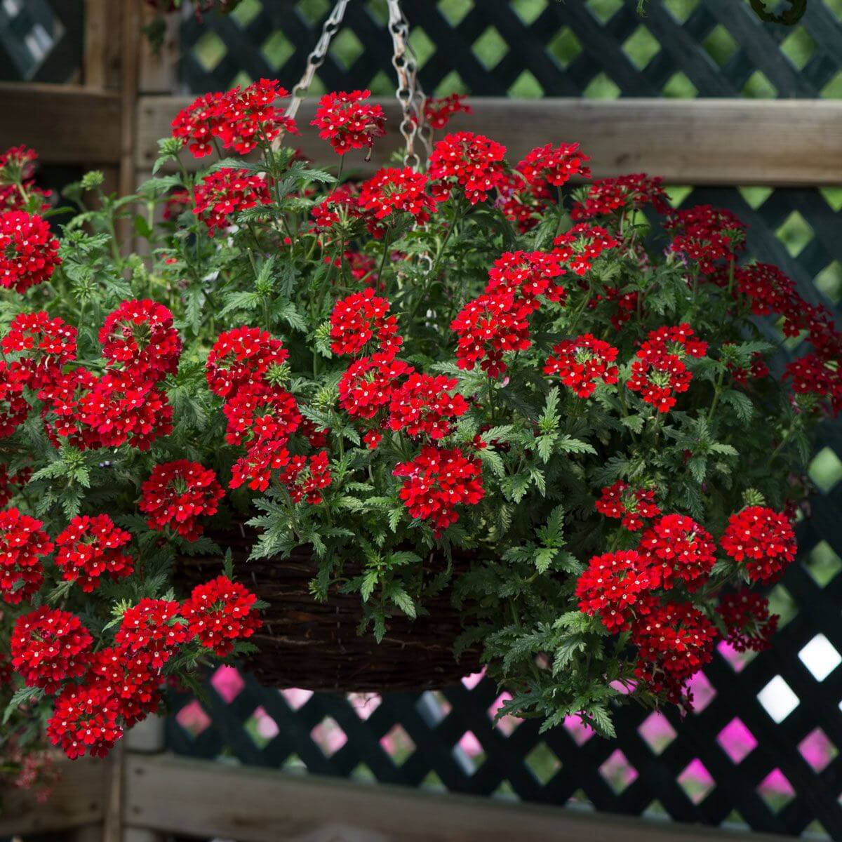 Flower Seed Pack plant