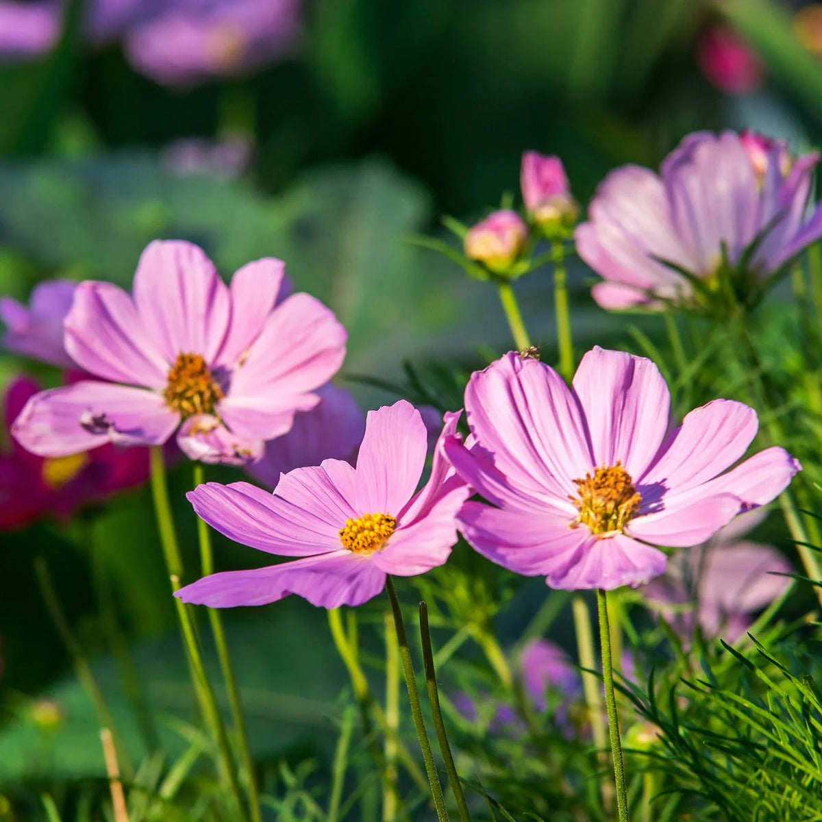 Flower Seed Pack plant