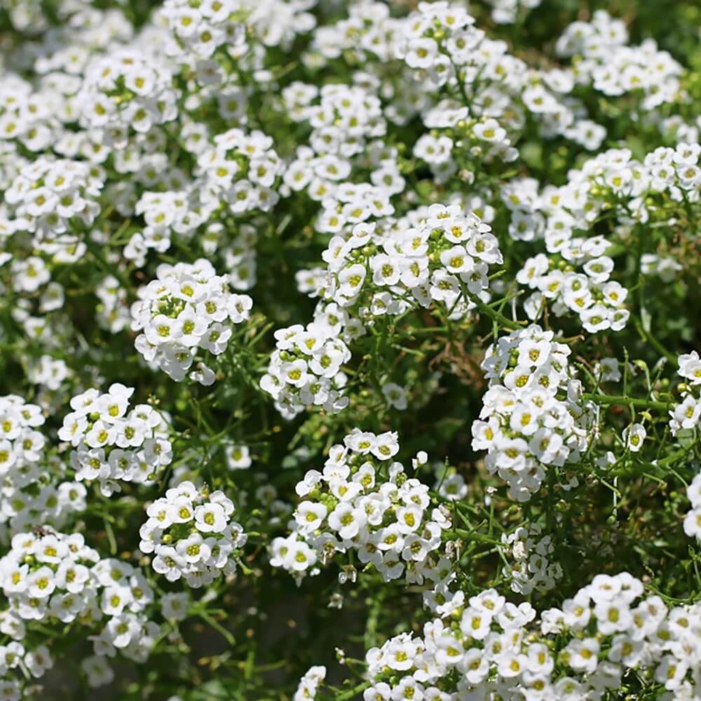 Flower Seed Pack plant