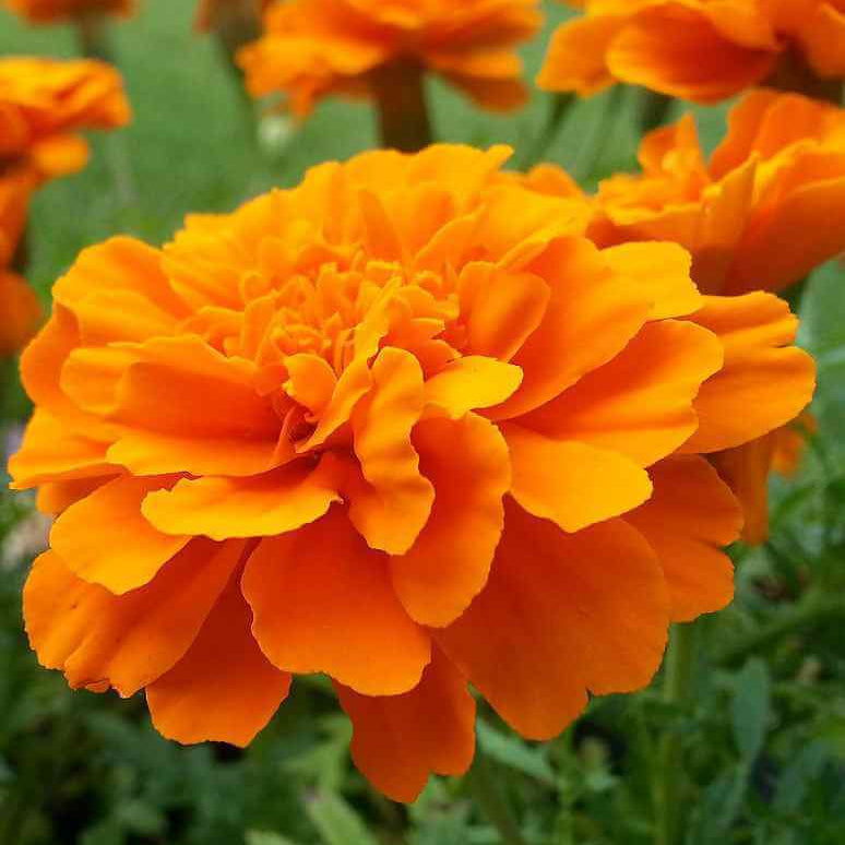 Flower Seed Pack plant