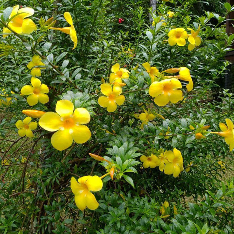 Yellow Allamanda Flower Seeds for Planting – Heirloom Non-GMO Garden Seeds