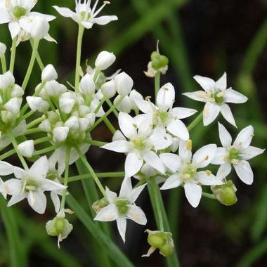 Ramosum Allium plant
