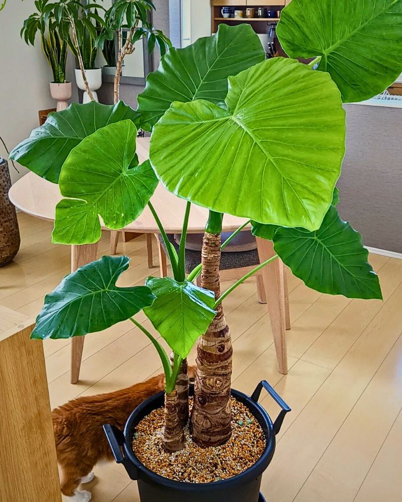 Green Alocasia Macrorrhizos Flower Seeds for Planting – Heirloom Non-GMO Garden Seeds