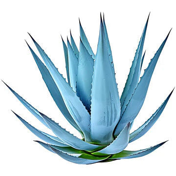 Blue Aloe Vera plant