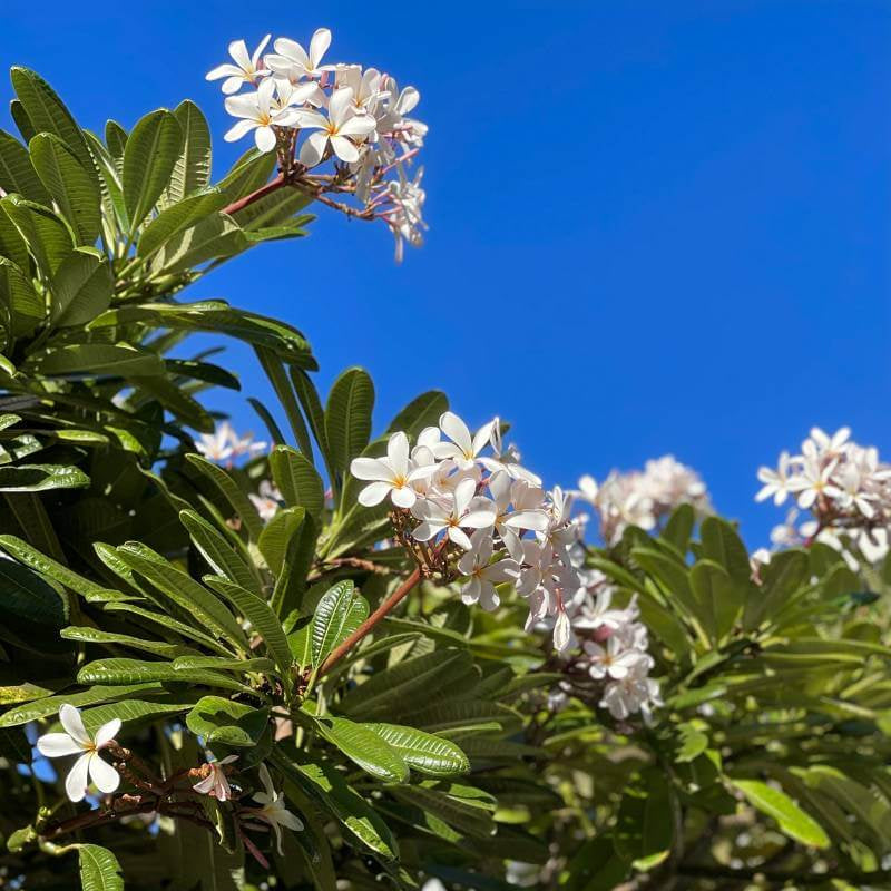 Aloha Flower plant
