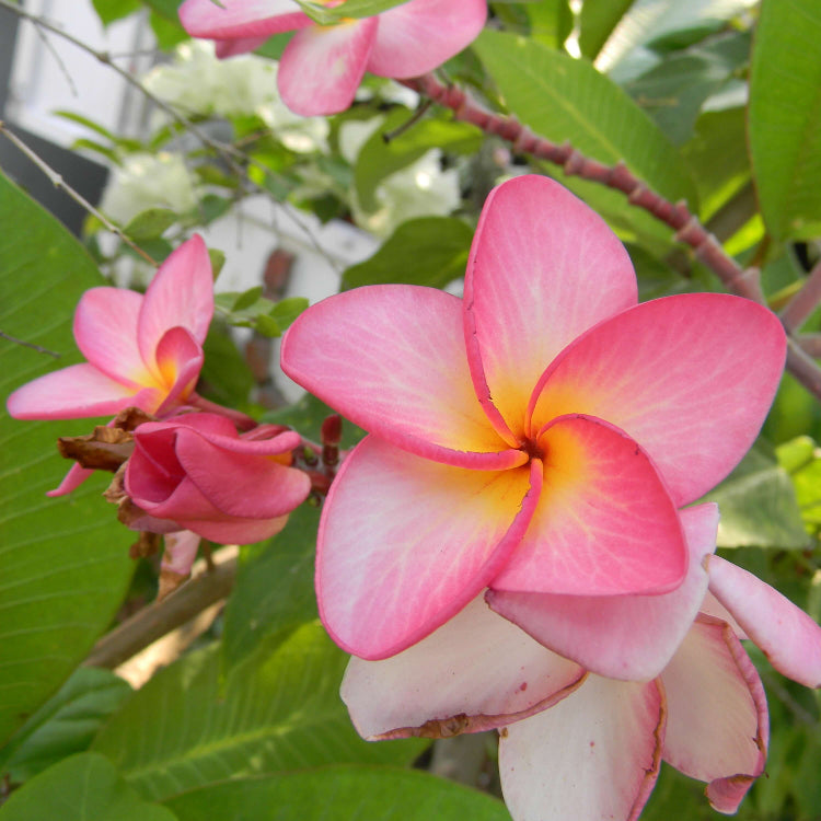 Aloha Flower plant