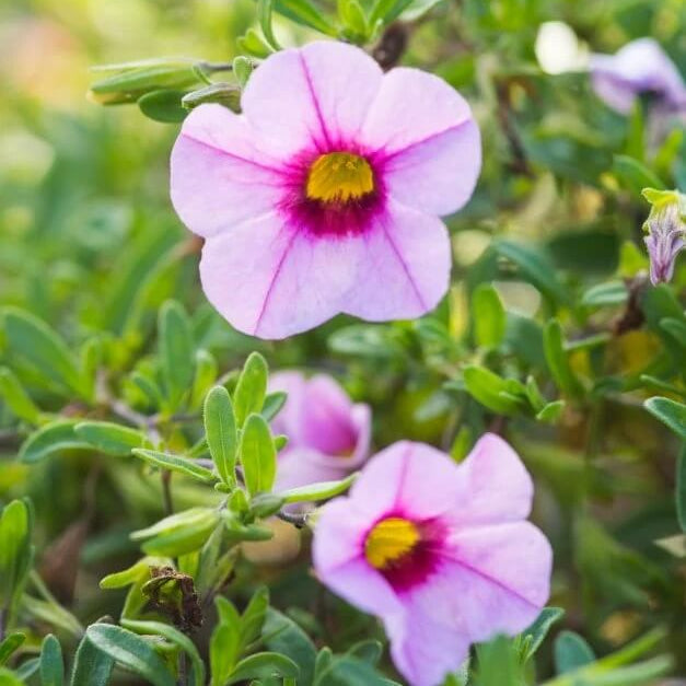Aloha Series plant