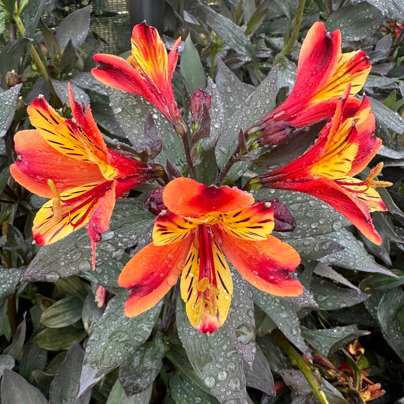 Red Yellow flower seeds