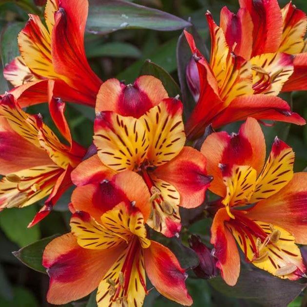 Alstroemeria plant