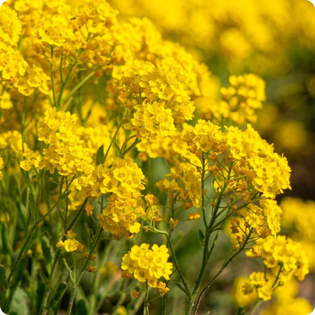 Alyssum plant