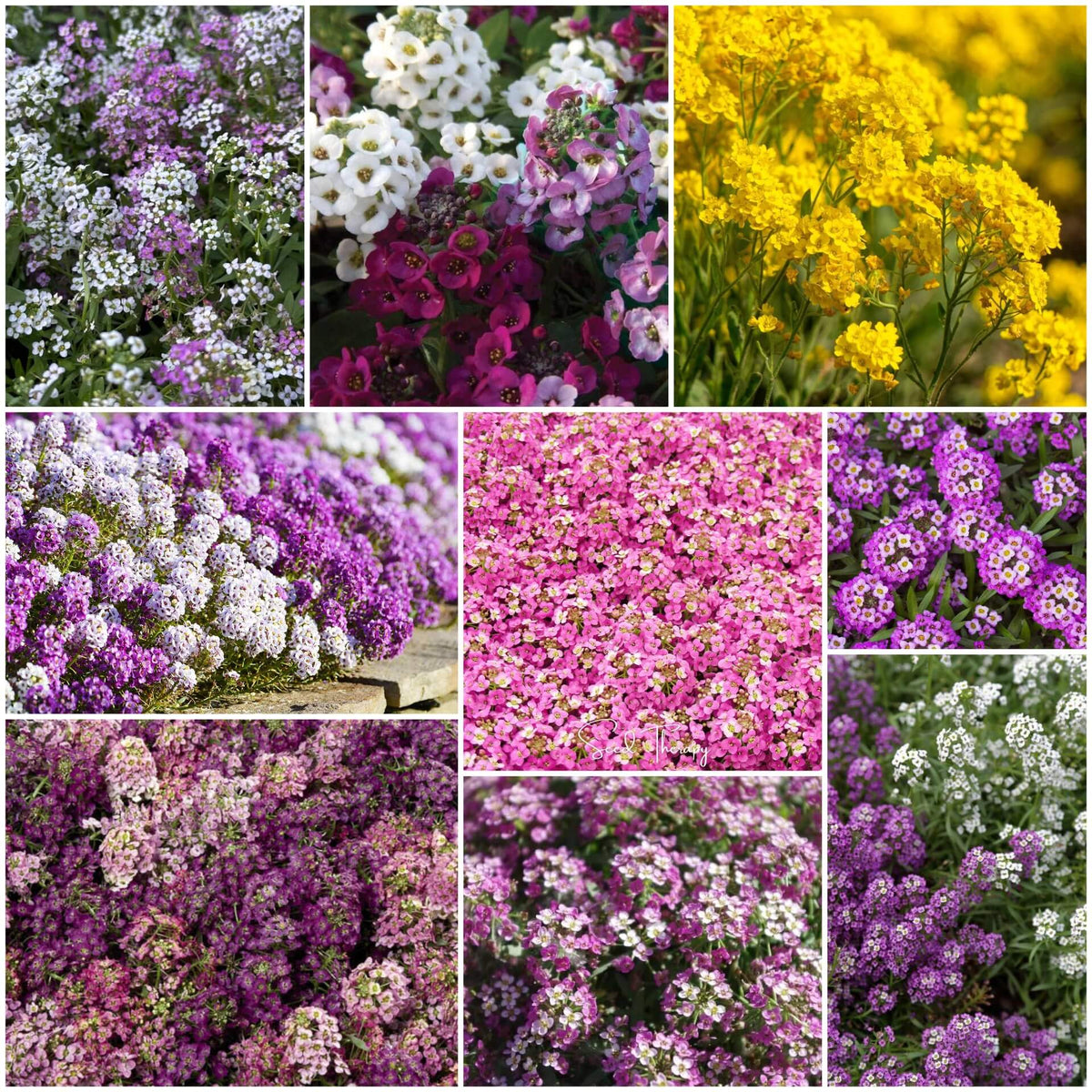 Alyssum plant