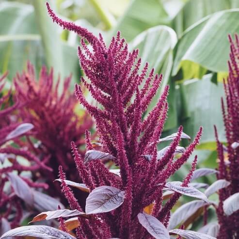 Purple Amaranth plant