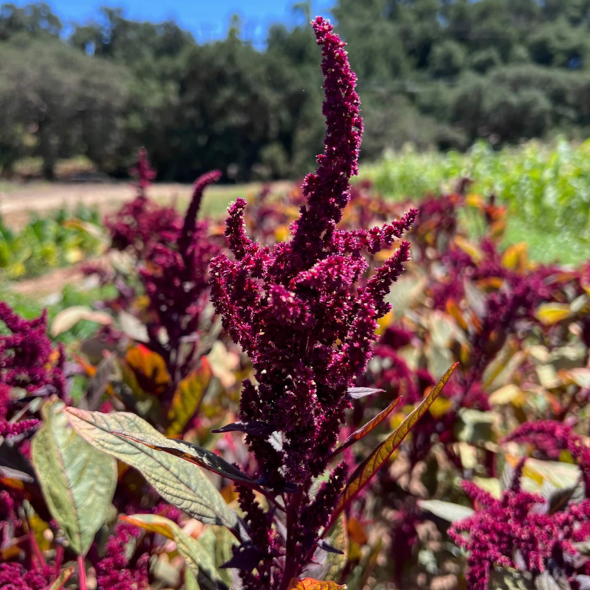 Purple Amaranth plant