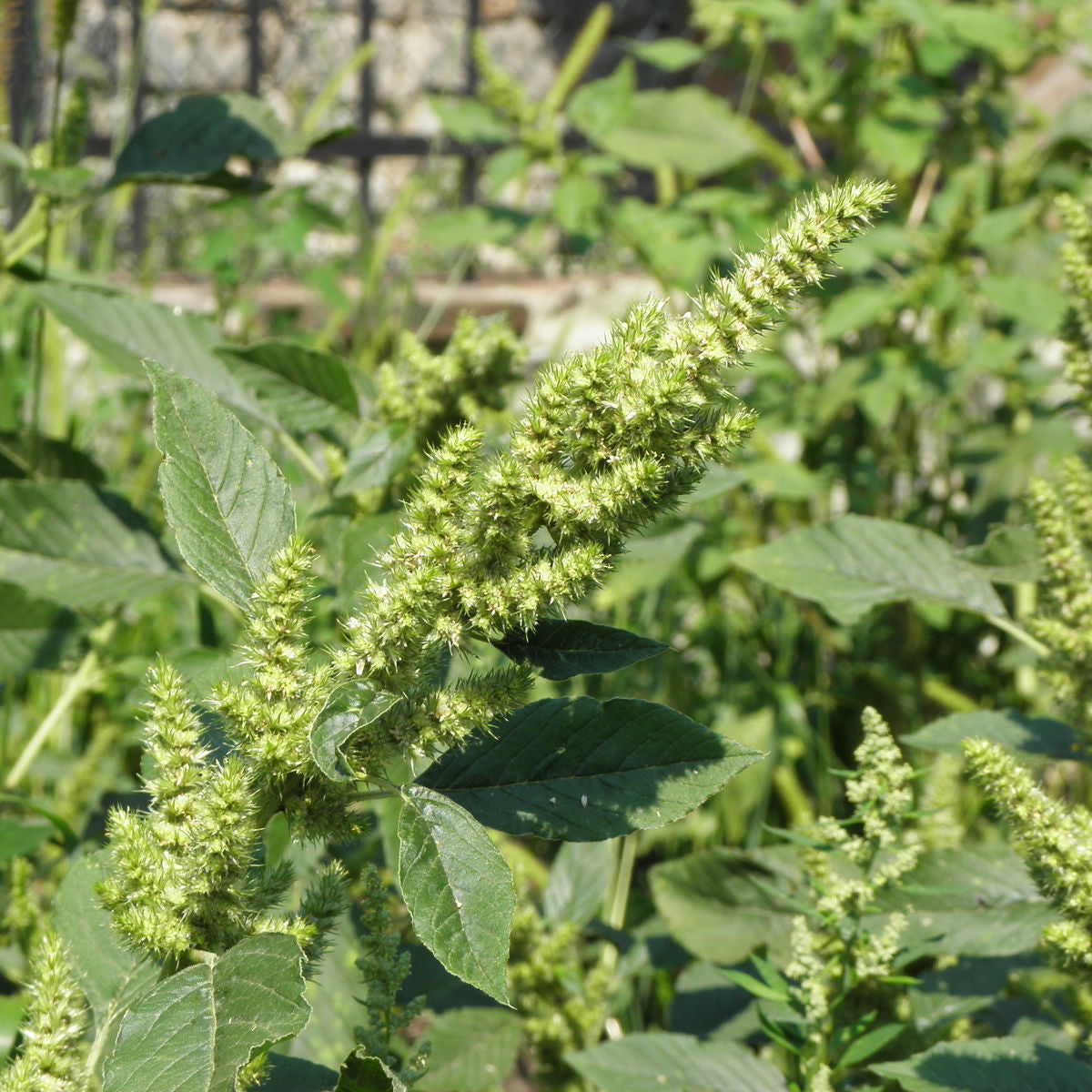 Retroflexus Amaranth plant