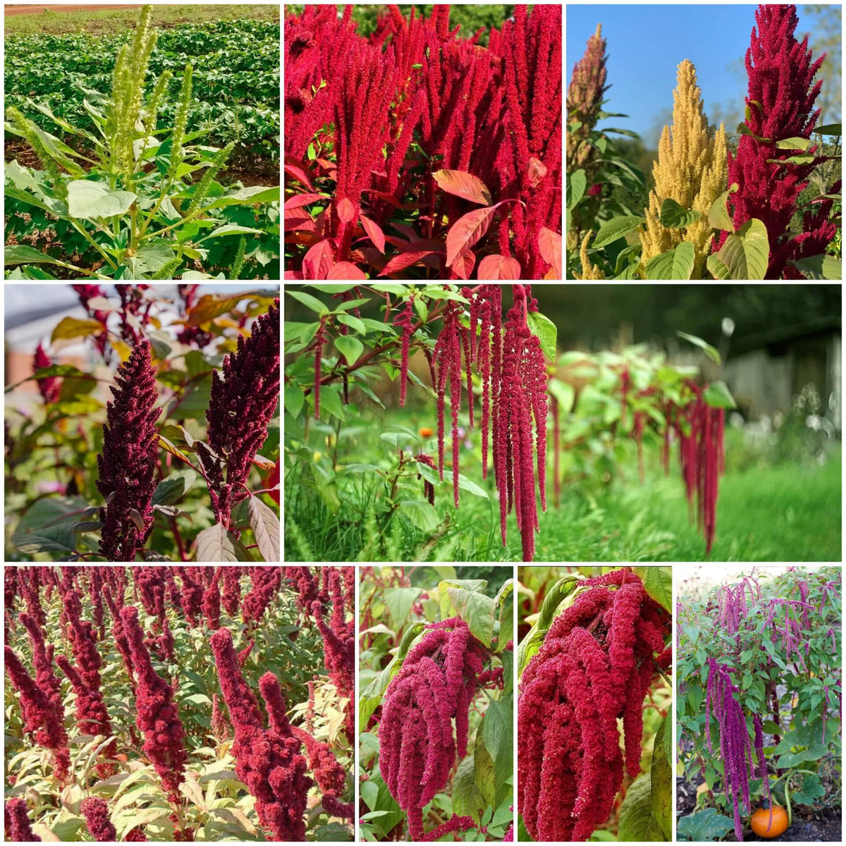 Amaranth plant