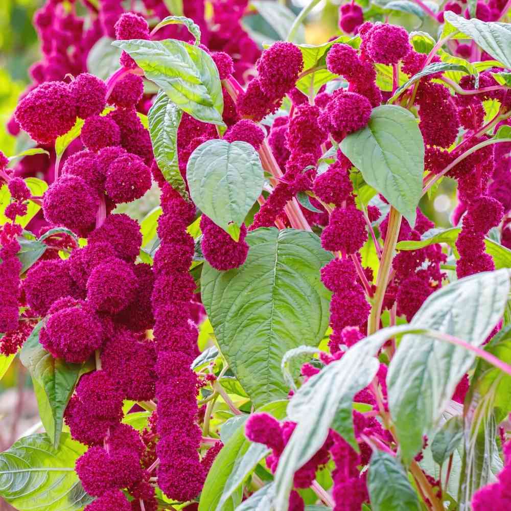 Cruentus Amaranthus plant