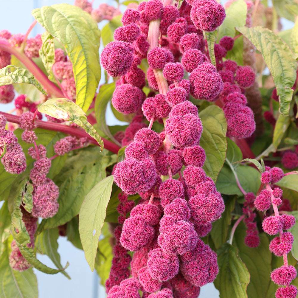 Cruentus Amaranthus plant