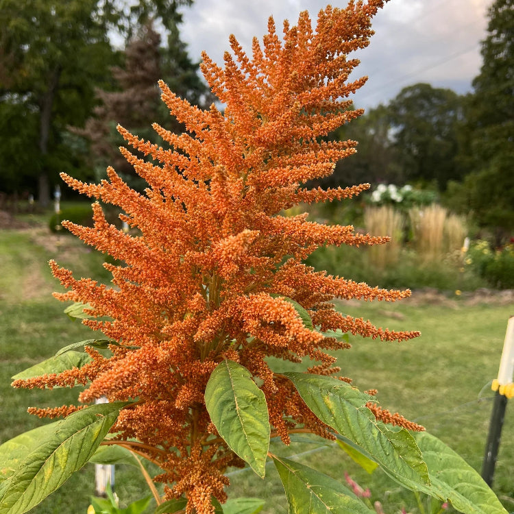 Orange Giant Amaranthus plant