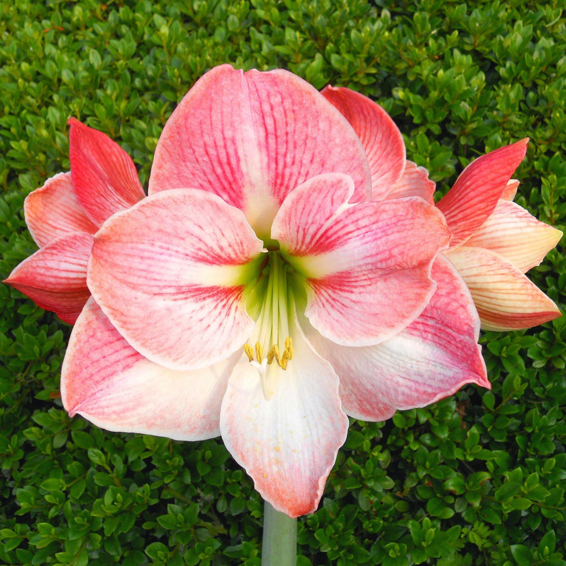 Pink Amaryllis flower seeds