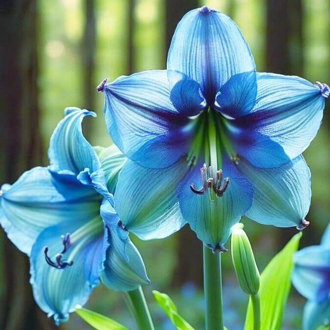 Blue Belladonna Amaryllis plant