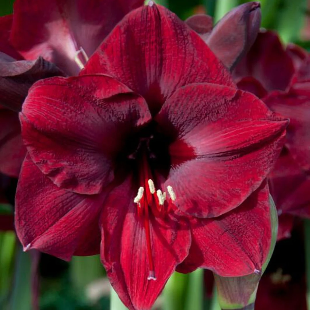Burgundy Amaryllis flower seeds