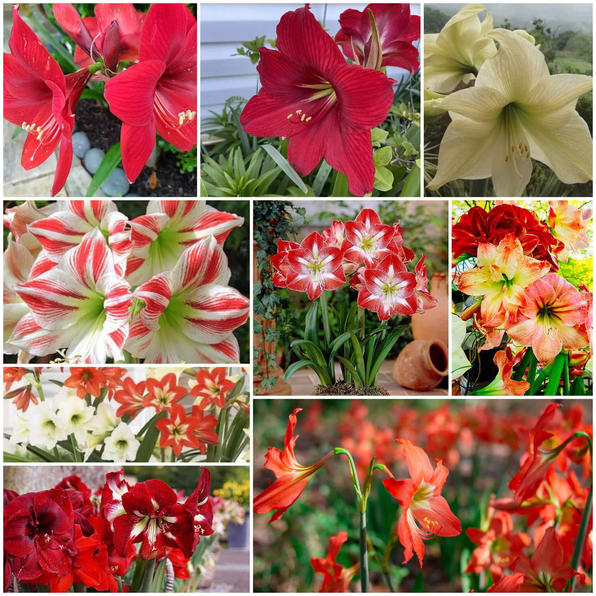 Amaryllis plant