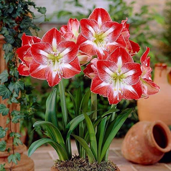 Amaryllis plant