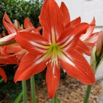Barbados Amaryllis plant