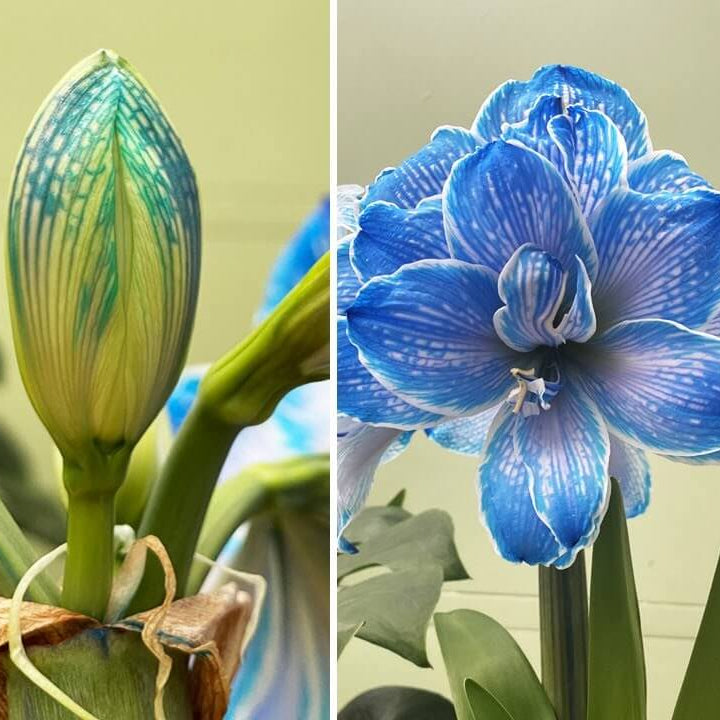 Blue Belladonna Amaryllis plant