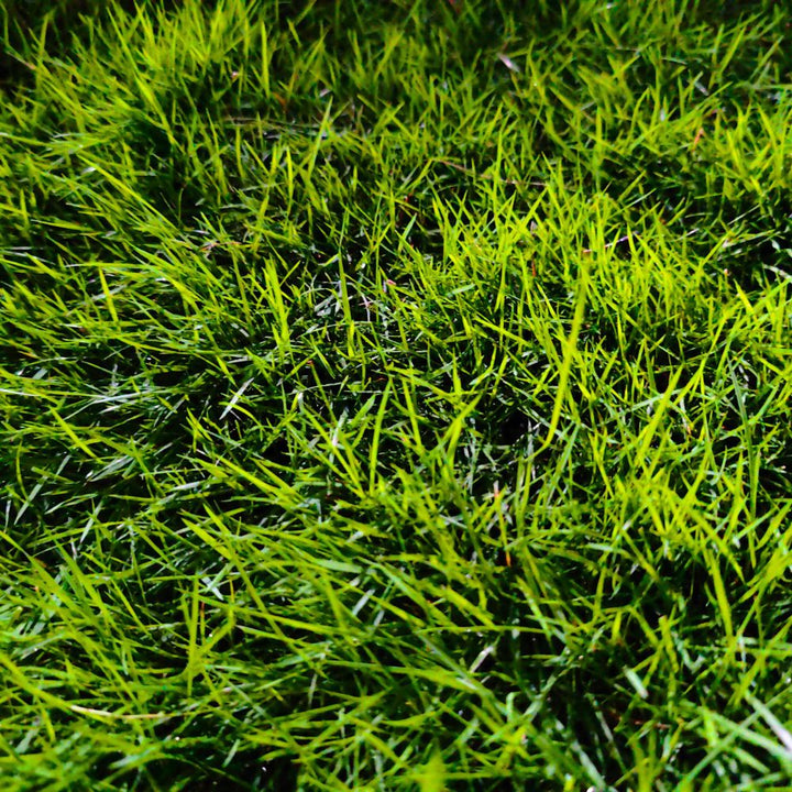 Bermuda grass seeds for planting and warm-season lawn growth
