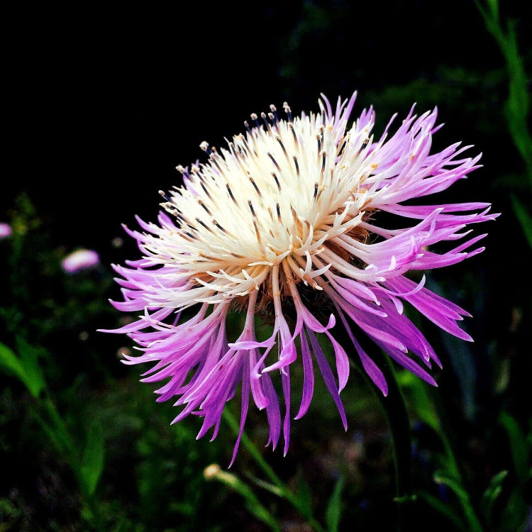 American Centaurea Basketflower plant