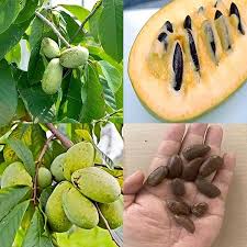 Pawpaw fruit seeds for planting – Non-GMO garden fruit tree variety