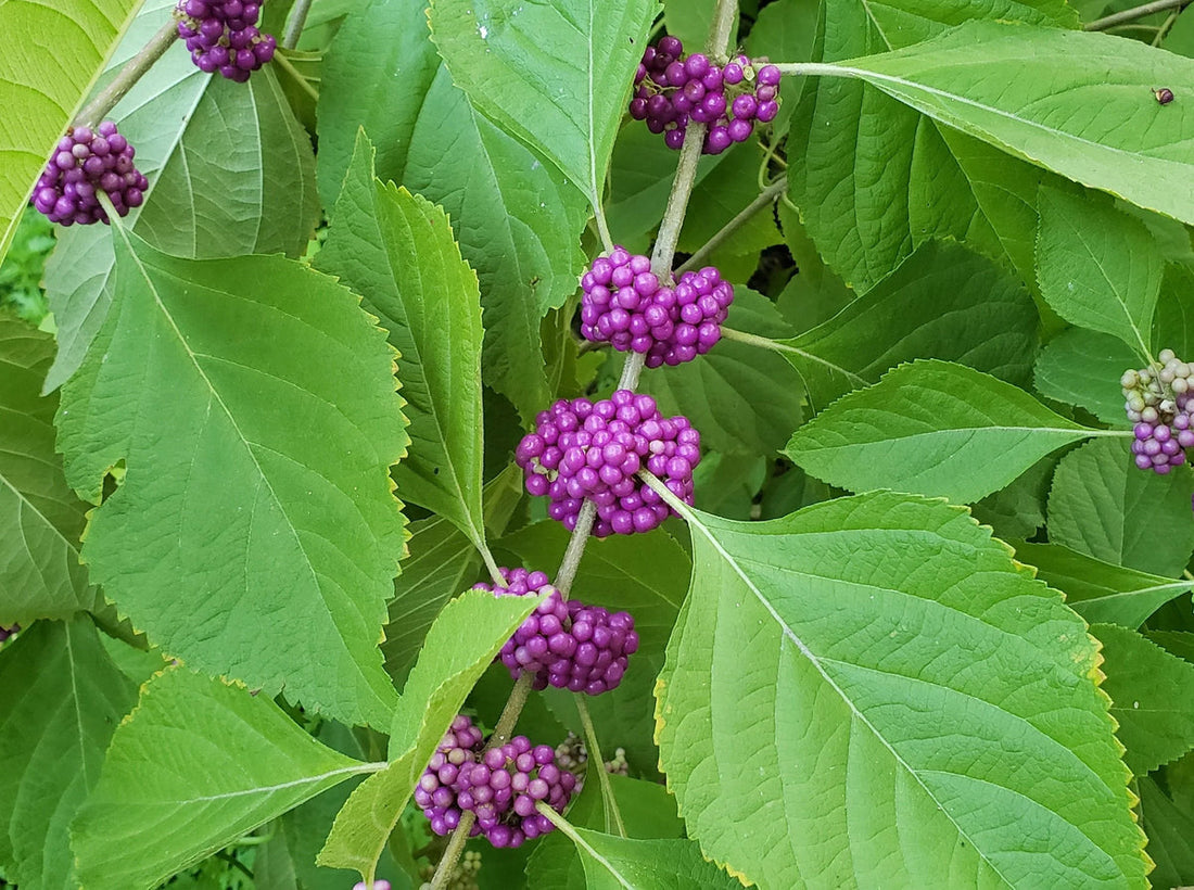 Violet Callicarpa flower seeds