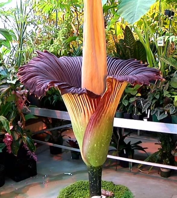 Amorphophallus titanum plant