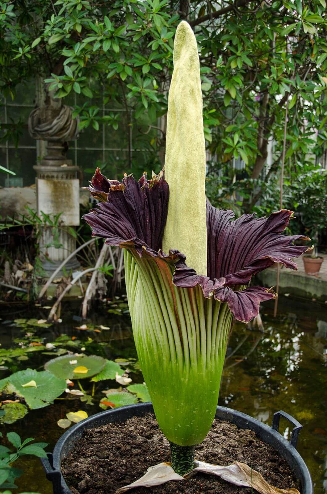 Amorphophallus titanum plant