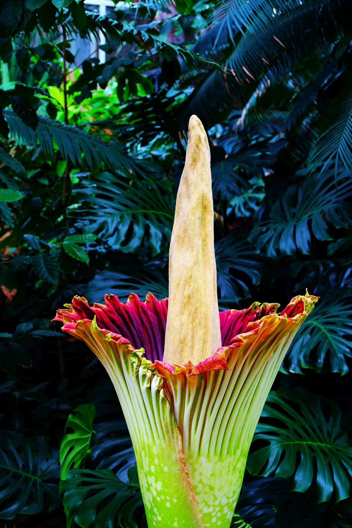 Amorphophallus titanum plant