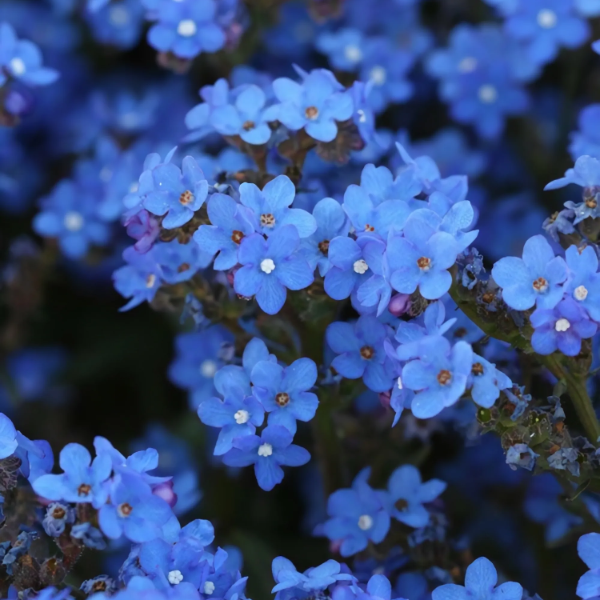 Blue Angel Anchusa plant